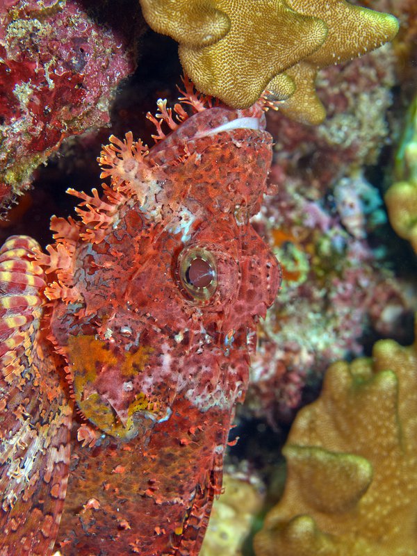 Scorpion Fish, Batee Gla